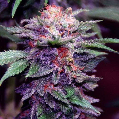 Nasiona Purple Haze
